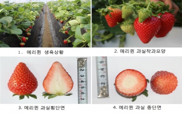 담양군 순수 우리품종 딸기 메리퀸,  출시 임박