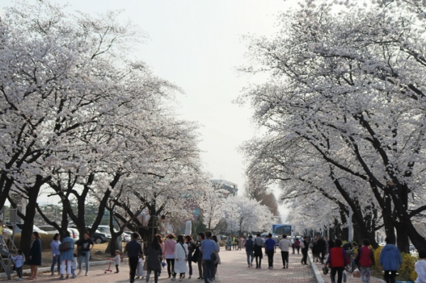 2018 안동봄꽃축제 개막