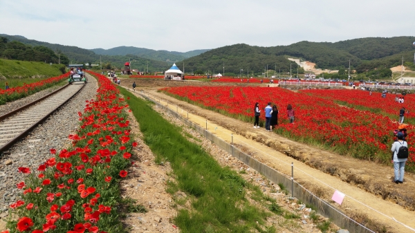 제9회 하동북천꽃양귀비축제