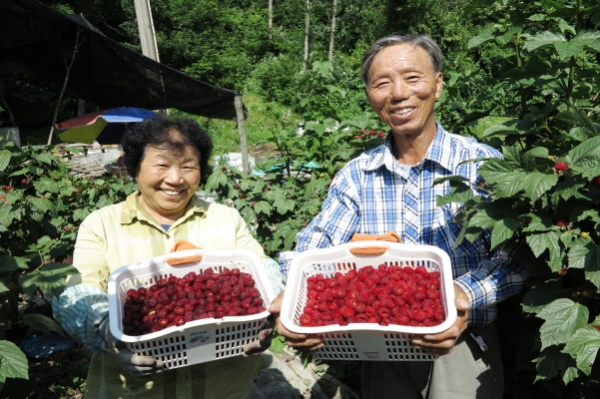 [포토] 대청호 청정지역 옥천 산딸기 수확