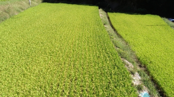 [영상뉴스] 충주 구룡농원 복합영농 성공하기