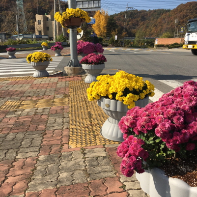 옥천군 군서면 가을의 국화향기 품다