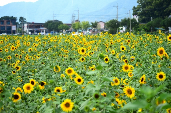 제천 모산비행장 산책길 따라 18,000㎡ 해바라기 꽃밭