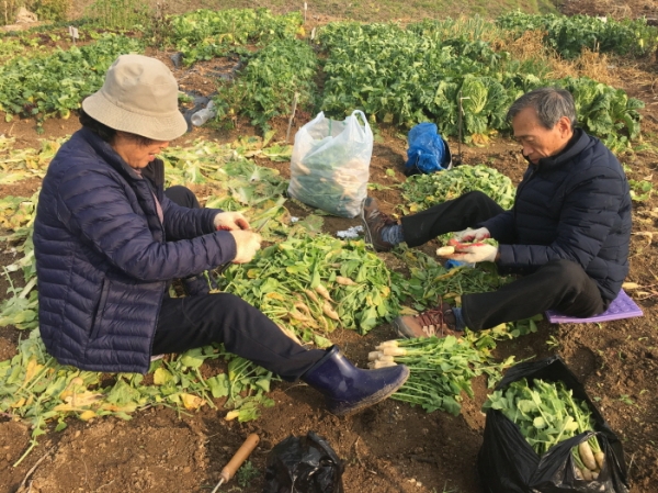 성남시민농원 실버텃밭 신청하세요
