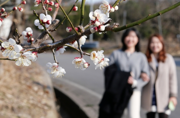 꽃 피는 산골하동으로 봄 여행 오세요