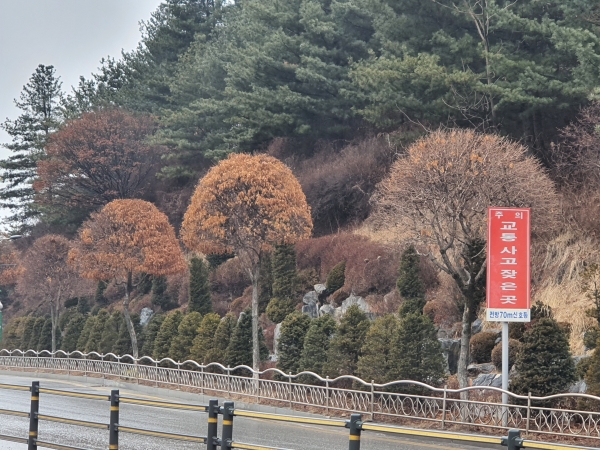 안동시,태화중앙로 가로수 수종갱신 시범사업실시