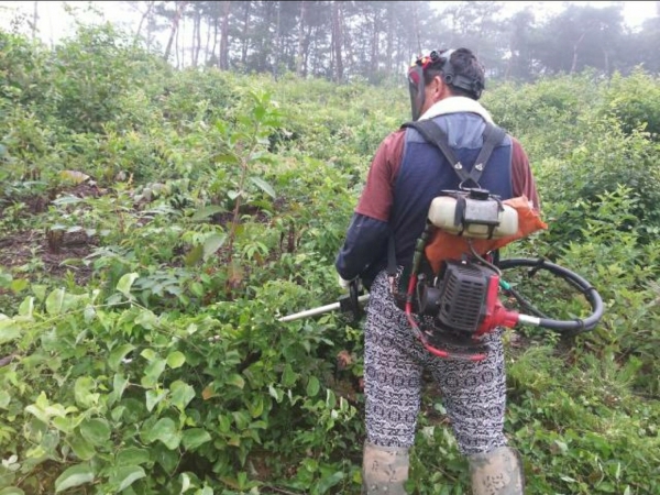 청양군, 조림지 1,352ha 풀베기 사업 추진
