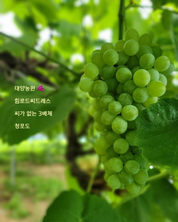 [잇다팜] 진천 대양농원, 씨 없는 청포도와 천왕 쌀 인기