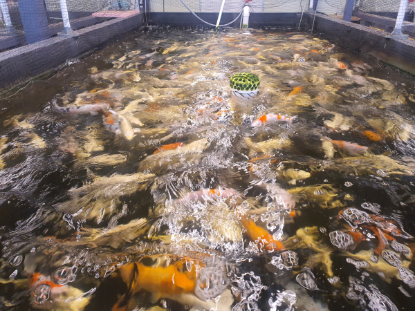 광주광역시 광주형 프랜차이즈협회에서 (주)디케이푸드  천리팜아쿠아포닉스 현장기업탐방