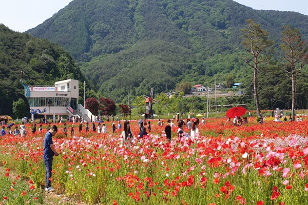 하동 북천 꽃양귀비 축제 지역경제 활성화 기여