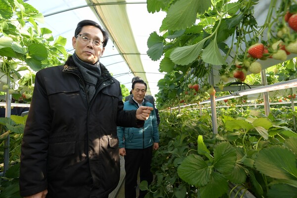 백성현 논산시장, 한 훈 농림부 차관과  논산딸기 재배혁신 현장 점검