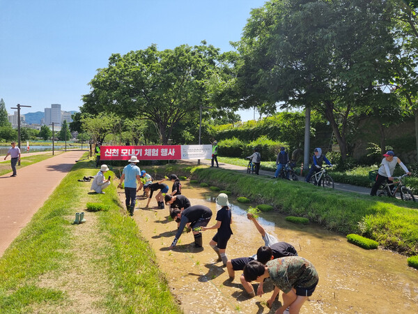 대구공공시설관리공단,  신천둔치 논‧둠벙 모내기 체험행사 개최