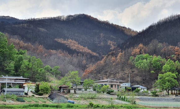 산림청 봄철 산불 지역 긴급벌채 예비비 추가 확보