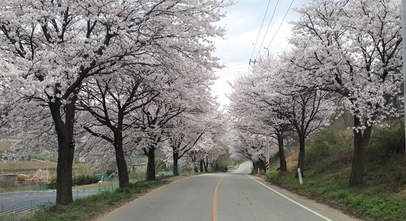 천안시, 북면 등 벚꽃 명소 코로나19 안전대책 추진