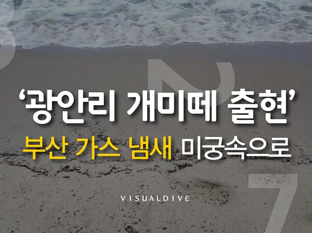 ‘광안리 개미떼’ 출몰…부산 가스 냄새와 연관 있나?