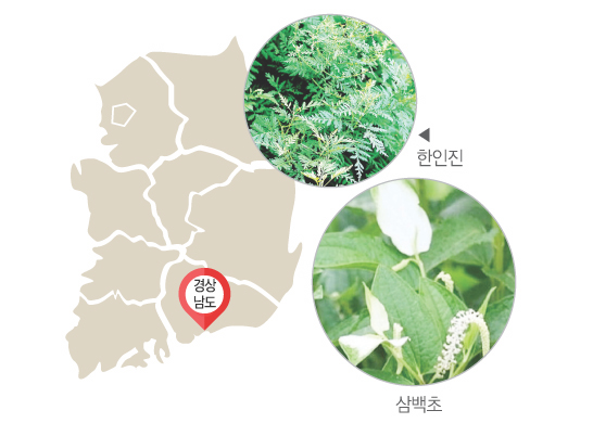 약초의 화수분 지리산 품고 웰니스 관광특화육성 잰걸음