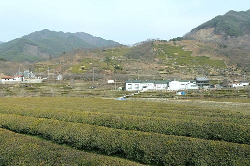 지리산에서 마시는 홍소술·김동곤 명인의 차