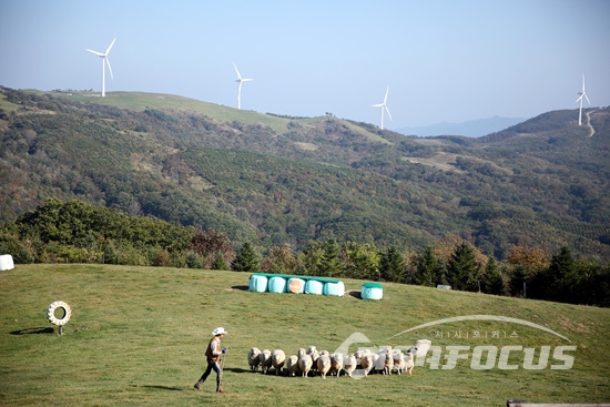황금 연휴의 초대... 강원도 평창 삼양목장