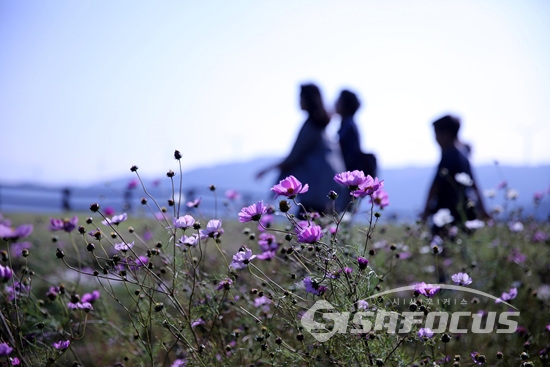 황금 연휴의 초대... 강원도 평창 삼양목장