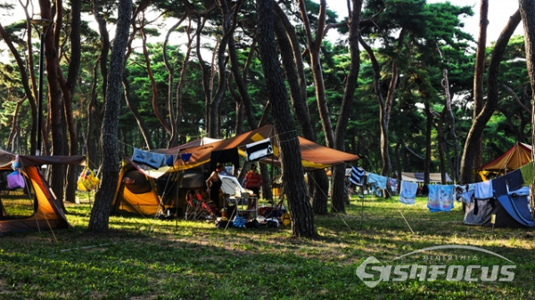 울창한 송림에 반하다 영동 송호관광지, 금강변 송림캠핑장
