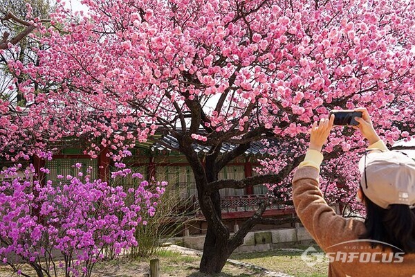 [포토] 연분홍빛  홍매화, 아름다운 봄날 그려...