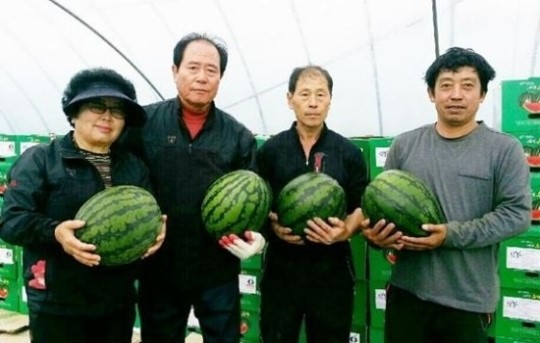 정읍 단풍미인 씨 없는 수박, 일본 첫 수출길