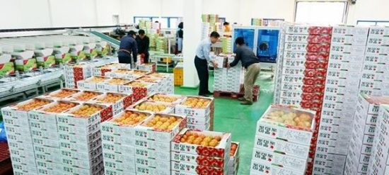 단풍미인 토마토 일본 수출길