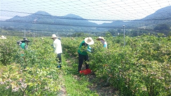 대상(주)순창공장, 농촌일손돕기 봉사
