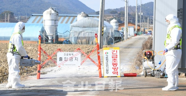 고창 흥덕면 소재 육용 오리 농장 고병원성 조류인플루엔자(AI) 확진… 전북 4번째