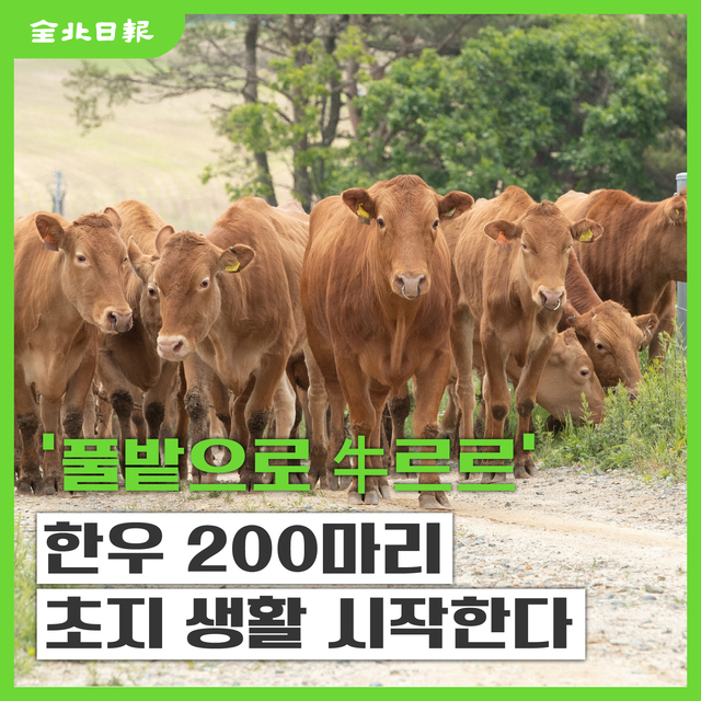 [카드뉴스] 풀밭으로 우(牛)르르