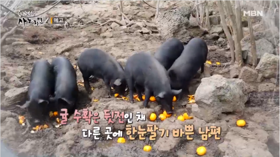 휴먼다큐 사노라면 제주도에서 감귤 농장 운영하는 부부의 갈등