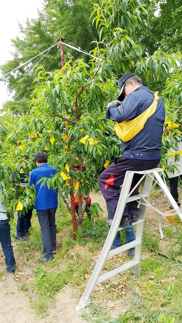 (주)자강 옥천서 농촌일손돕기