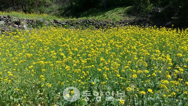 성불산 산림휴양단지 유채꽃 만발