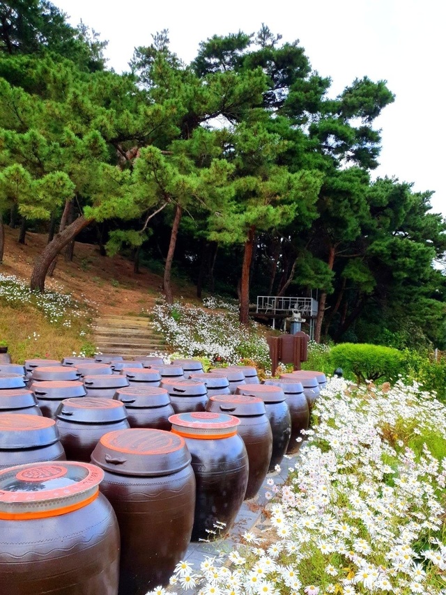 초정솔밭농원, 연꽃방죽· 소나무 무대 등 산책코스 완비