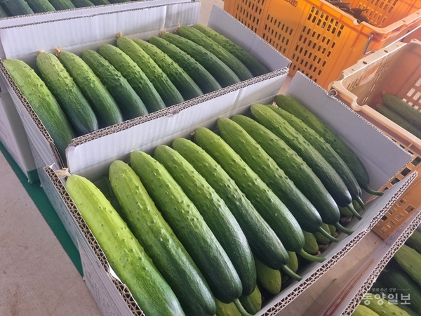 천안 하늘그린 오이 본격 출하