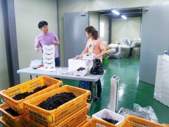지리산 청정골 산청오디 수매
