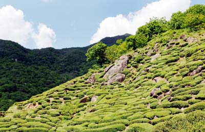 지리산 화개동 야생차밭 겨울철 명소