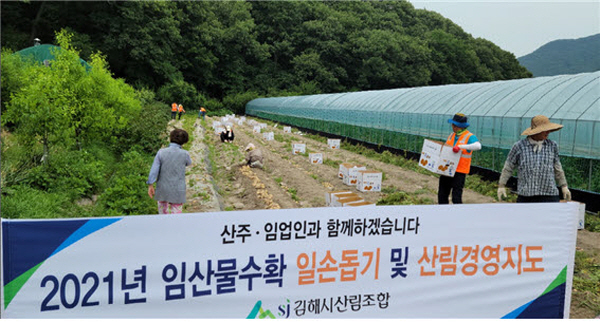 김해시산림조합 임직원, 산딸기ㆍ감자 수확 일손 돕기