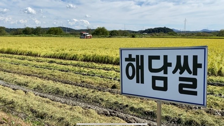 당진, 우량종자 생산 채종포 조생종 벼 수확 돌입