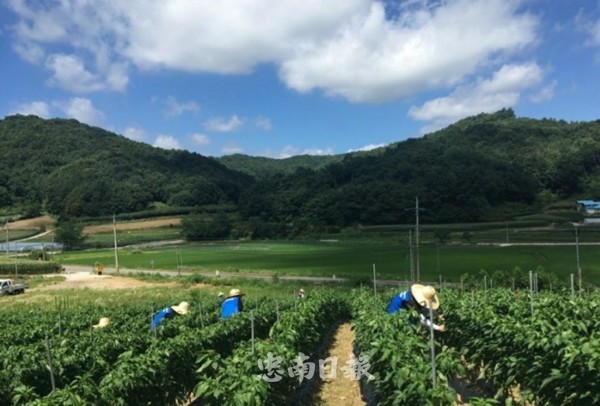 충북도, 대학생 농촌인력지원단 활성화