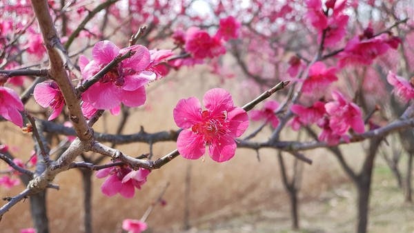 대전 한밭수목원 봄꽃 향기 가득