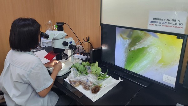 서산시, 딸기 화아분화 현미경 검경 기술지원 시행