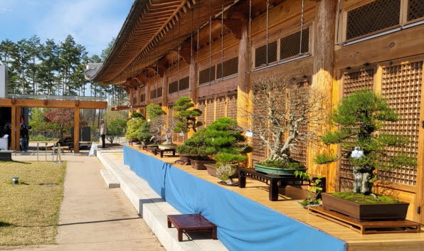 국립세종수목원,  한국분재대전 개최