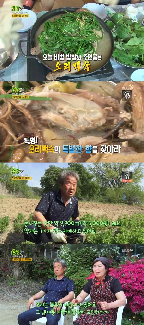 생생정보 솔잎 오리 백숙, 3000천평 땅에서 나온 약재 가득 [TV캡처]