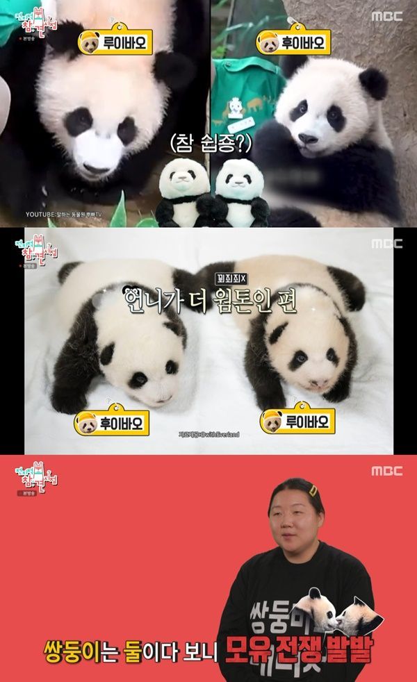 오승희 사육사 루이·후이바오 5㎏ 차이…루원영+후동석 근황(전참시) [텔리뷰]