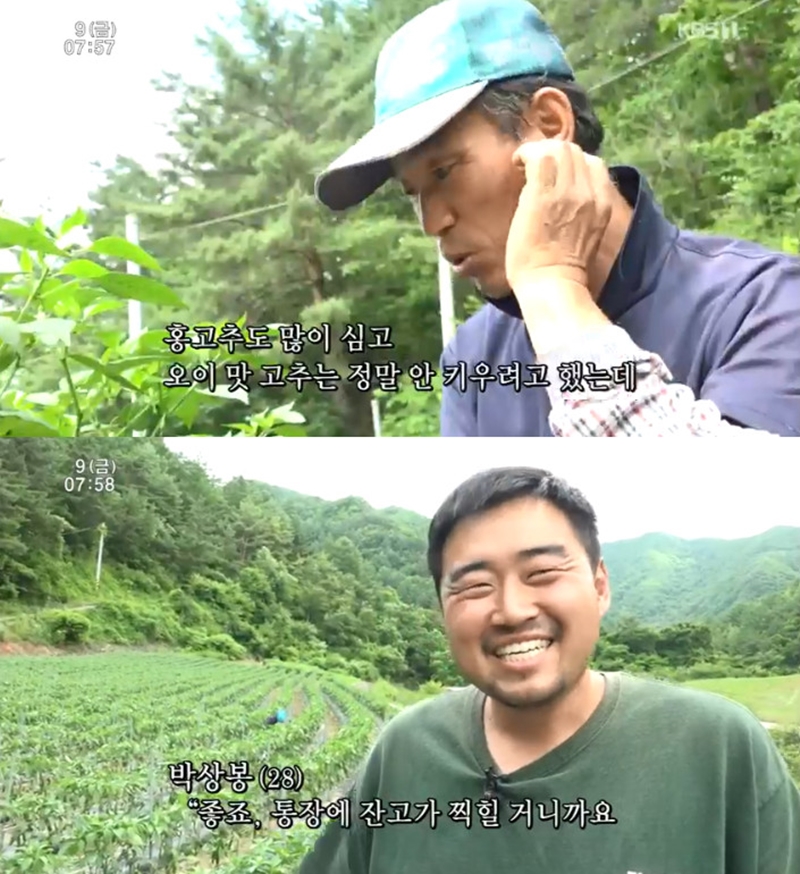 인간극장 28세 젊은농부 박상봉, 고추농사 성공 뿌듯하다