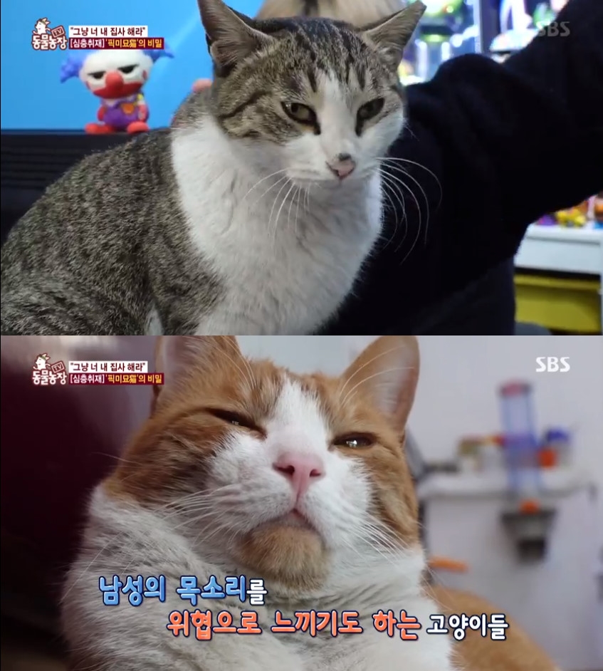 ‘동물농장’ 주인 직접 선택하는 간택·픽미묘, 먼저 다가오는 이유는?
