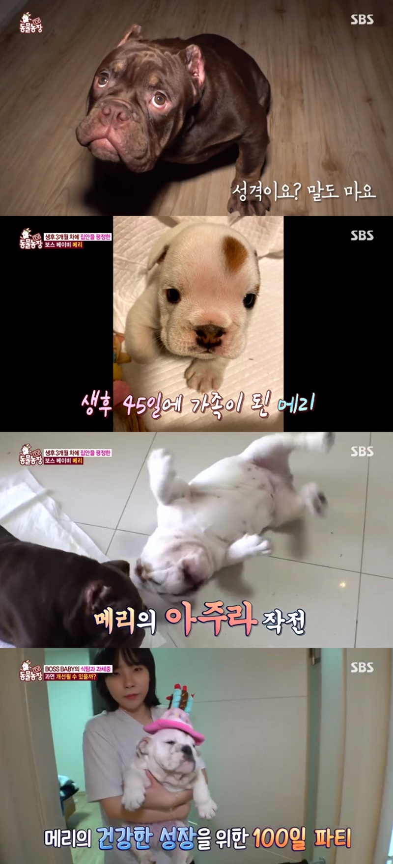 TV 동물농장 보스 베이비 불도그 메리, 식탐+과체중 개선 방법 공개