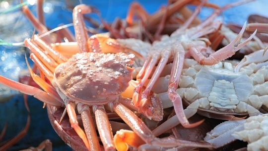 대게철 맞아 바쁜 후포 어시장ㆍ울진 왕돌초(바닷가 사람들)