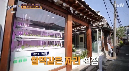 익선동 수경재배 식당, 도시 한복판에서 농사 지은 채소로 만든 샐러드…진짜or가짜?